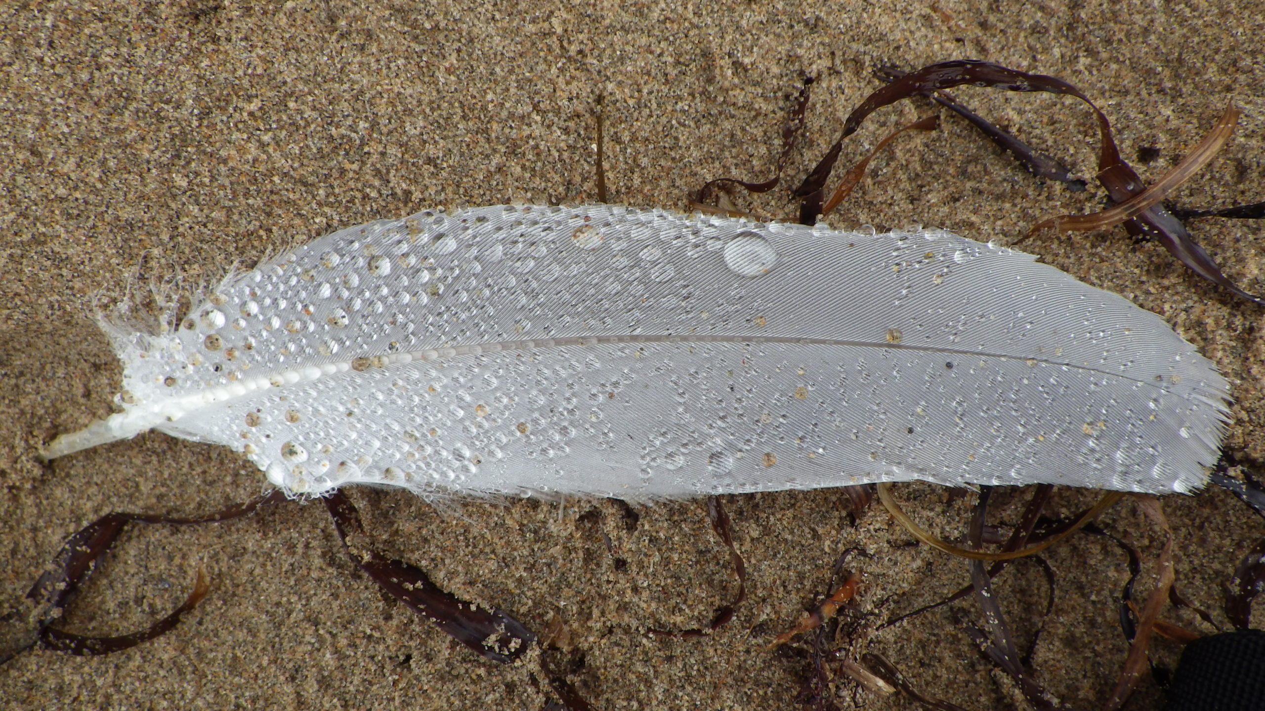 A feather on a beach