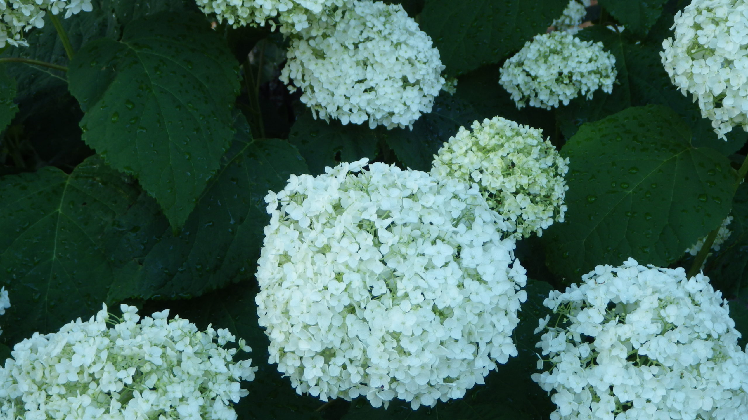 Hydrangea